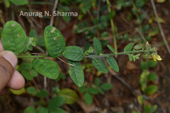 Crotalaria evolvuloides